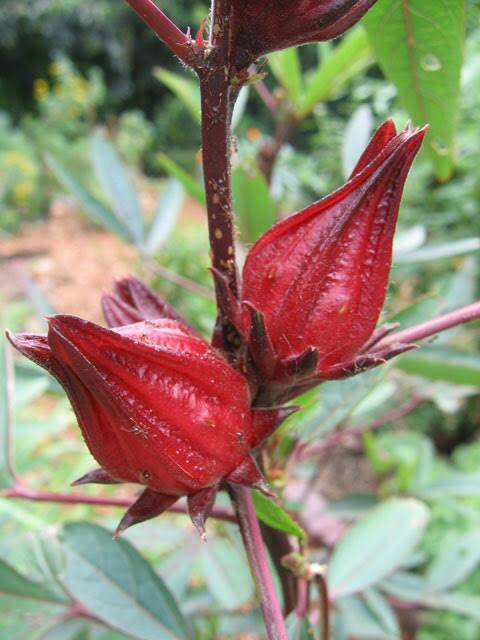 Bibit Rosella Merah/ Rosela Merah/Tanaman Rosela Merah