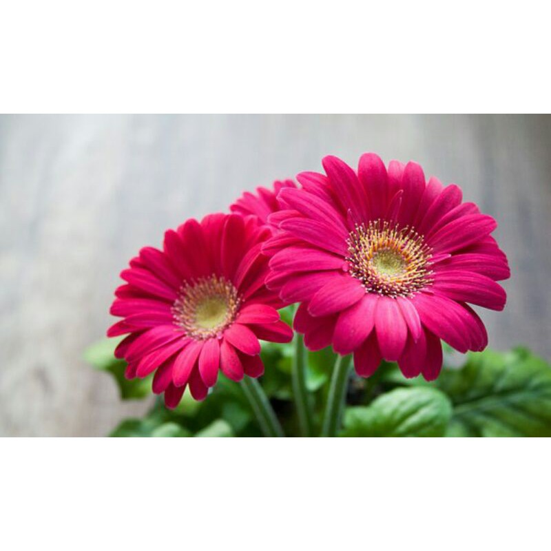 BUNGA POTONG GERBERA