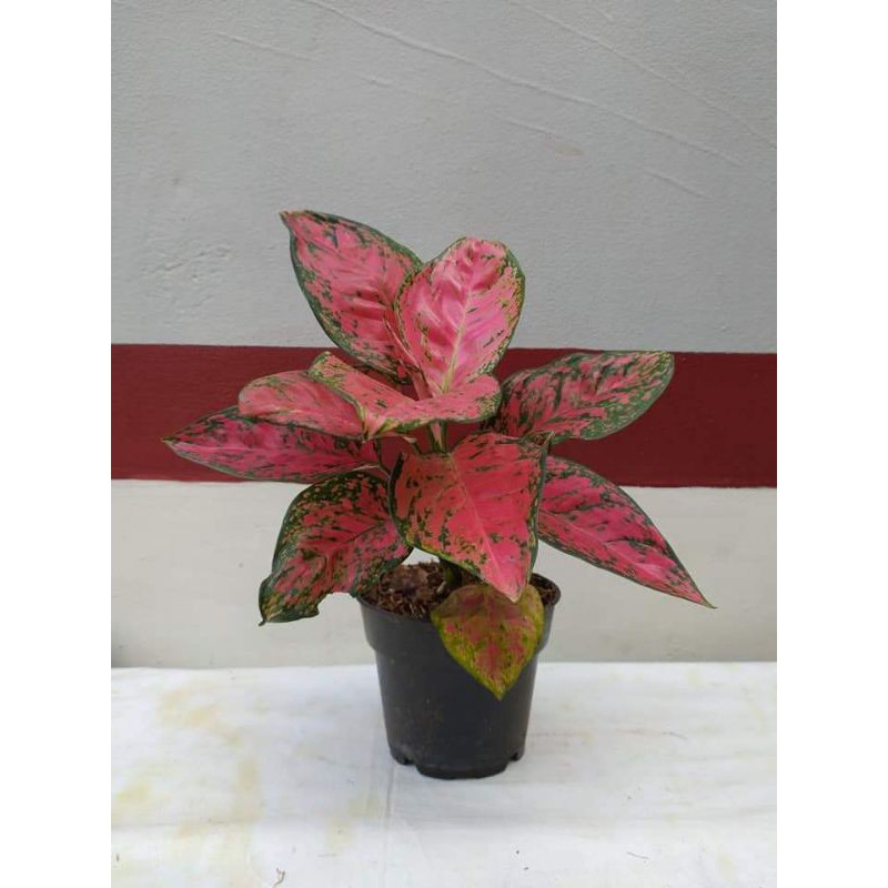 aglonema dud anjamani-tanaman aglonema dud anjamani