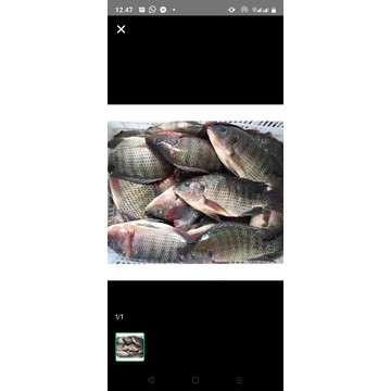 

ikan nila