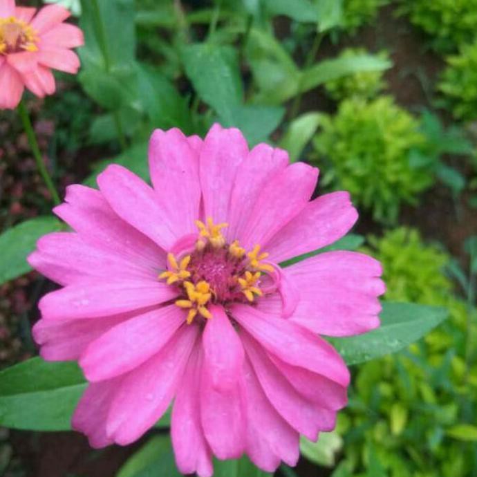 tanaman hias bunga zinnia bunga kertas