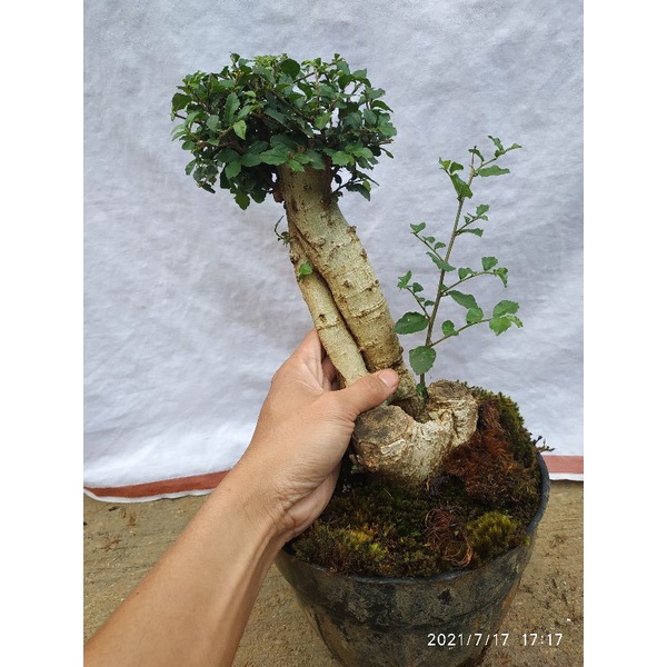 BONSAI SERUT REALPICK / BONSAI SERUT MURAH / BONSAI BERKARAKTER