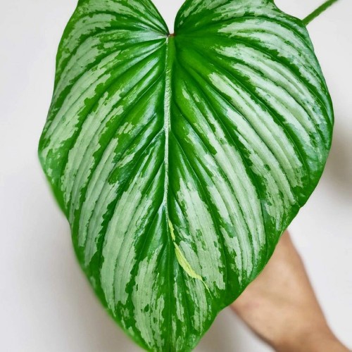 Philodendron Mamei Silvercloud