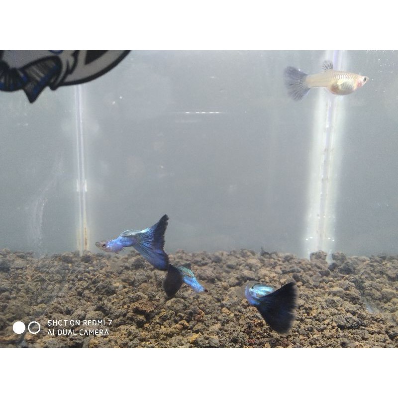 Guppy Singa Blue Tail