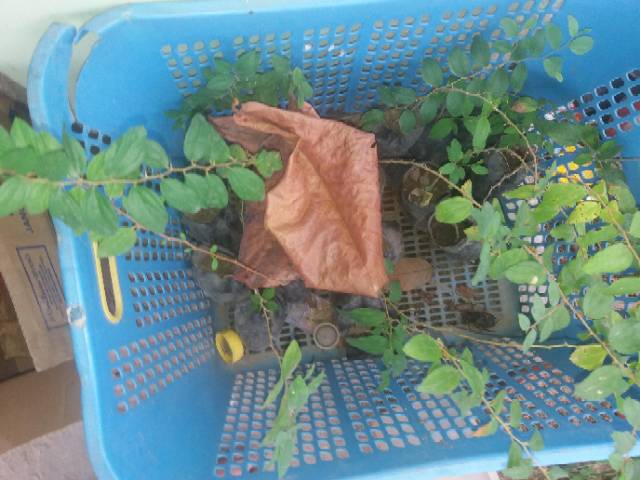 Daun Ketapang Bonus Daun Bidara Indonesia