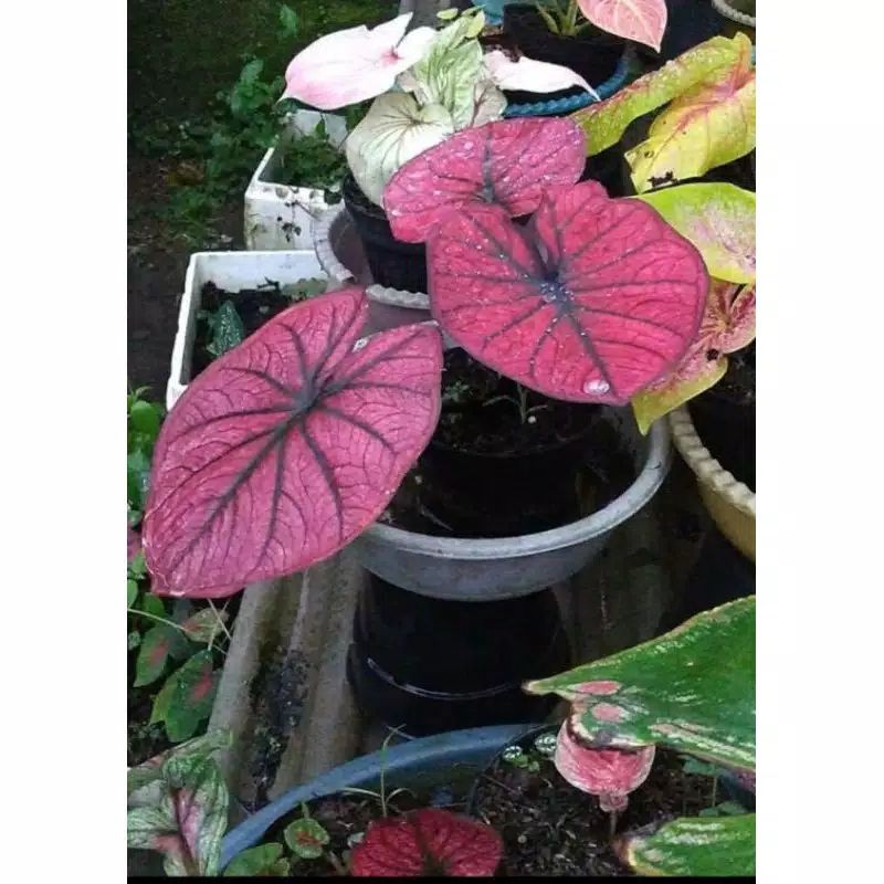 bonggol keladi red dragon