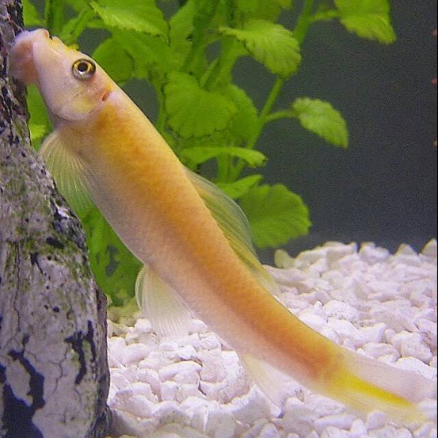 Ikan hias chinese algae eater