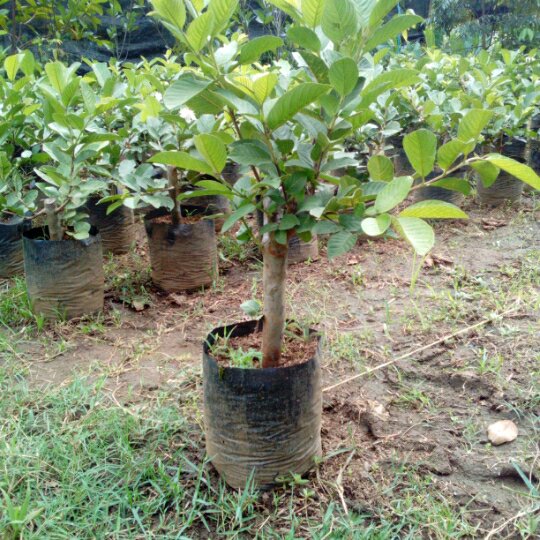 Bibit Jambu Kristal Merah Tanpa Biji/ Bibit Buah Jambu Biji Okulasi / Jambu Merah Batang Besar Berda