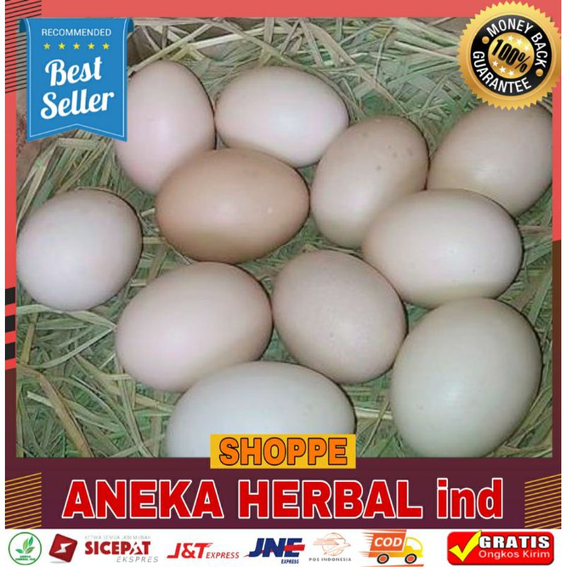 TELUR AYAM BANGKOK FERTIL - BANGKOK ASLI PETARUNG