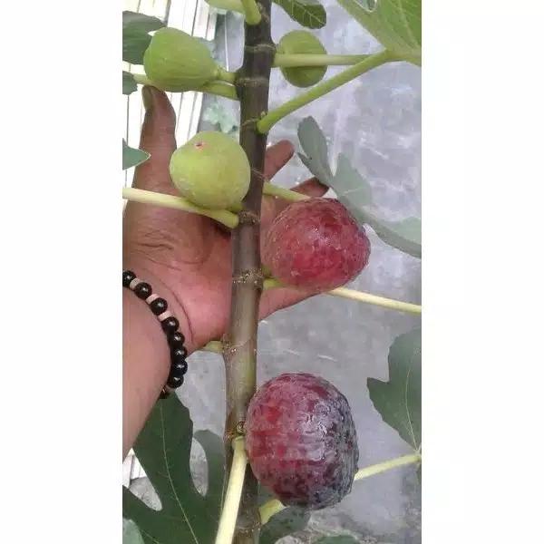 Buah tin Merah Jumbo