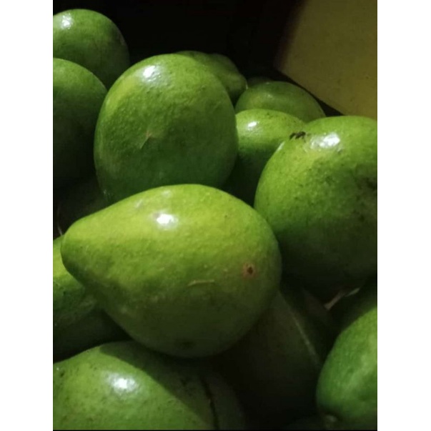 

Buah Alpukat Tua 1kg