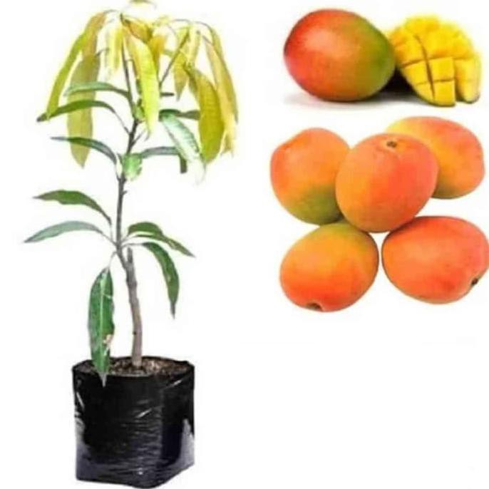 Bibit Mangga Gedong Gincu Tanaman Pohon Buah Manis Gendong Merah Kunin Juz