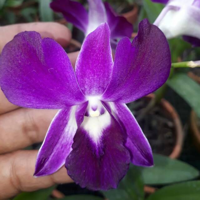 Anggrek Dendrobium Sonia Ersakul