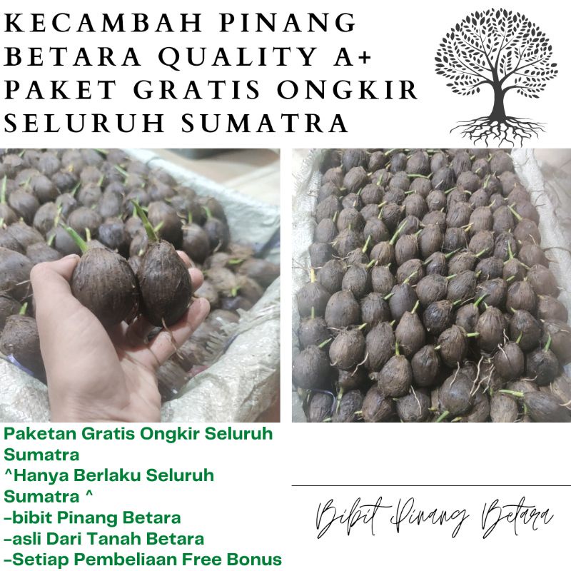 Kecambah Pinang Betara Quality A Gratis Ongkir Seluruh Sumatra