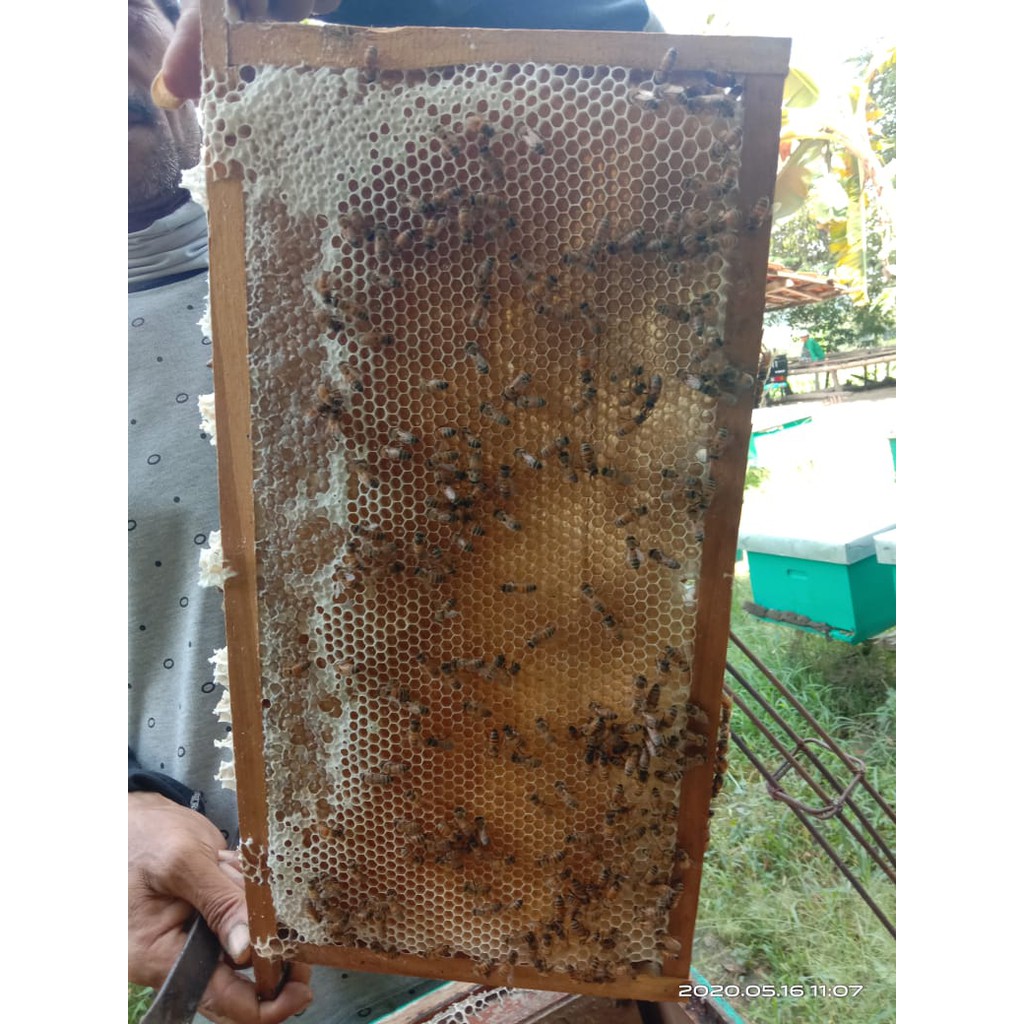 

Sarang Madu Asli Melifera/ Honey Comb