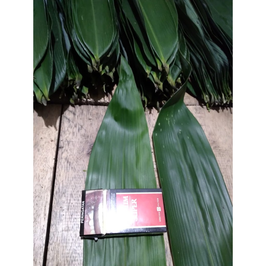 

Daun bambu segar 300lembar