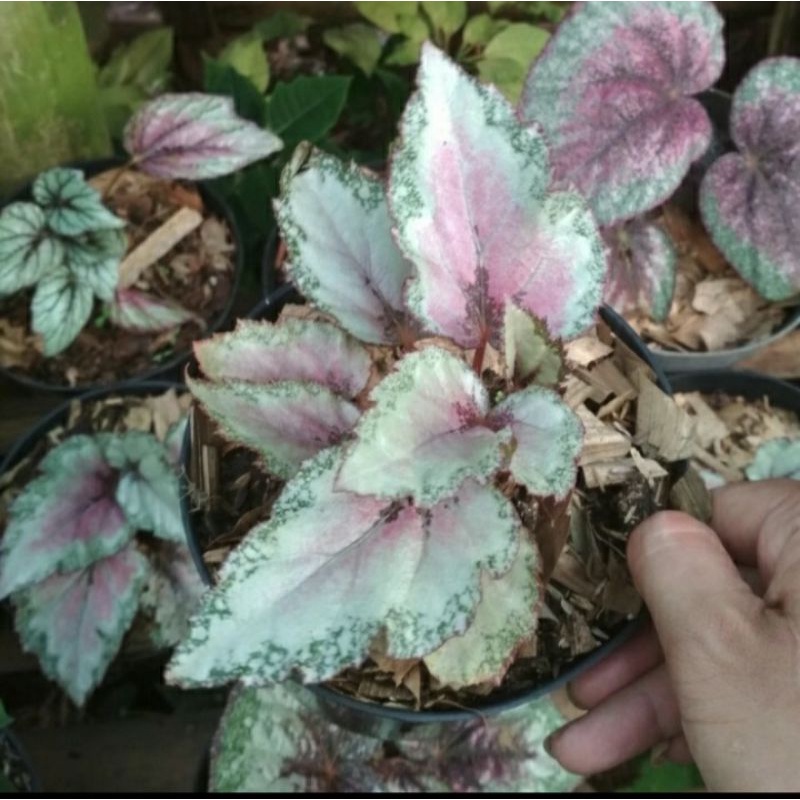 (BISA COD) begonia rex silver/tanaman hias indor begonia silver