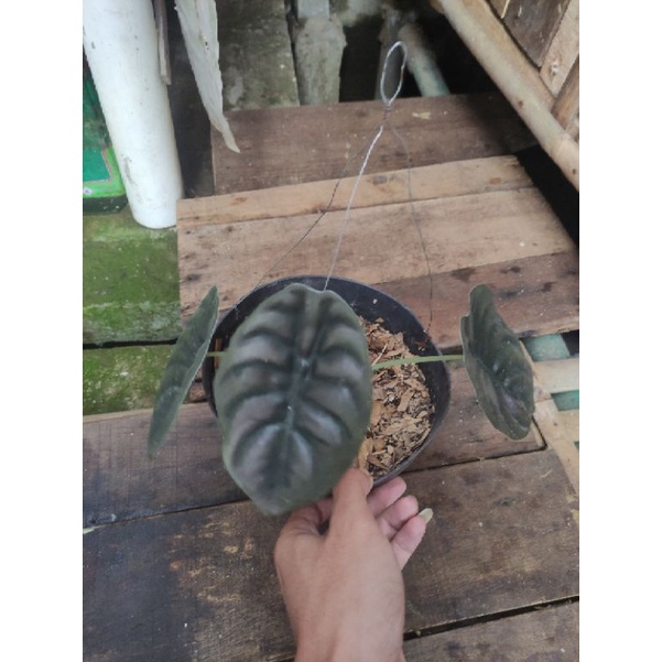 Alocasia cuprea / keladi tengkorak