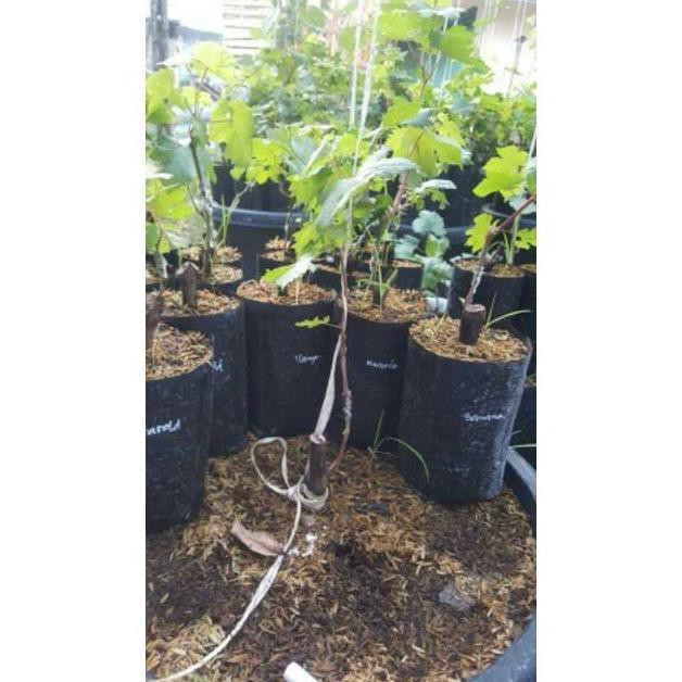 Bibit Tanaman Buah Anggur Impor Ninel G3P