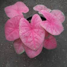 Bunga Keladi Caladium Sexy Pink Cantik Murah Berkualitas