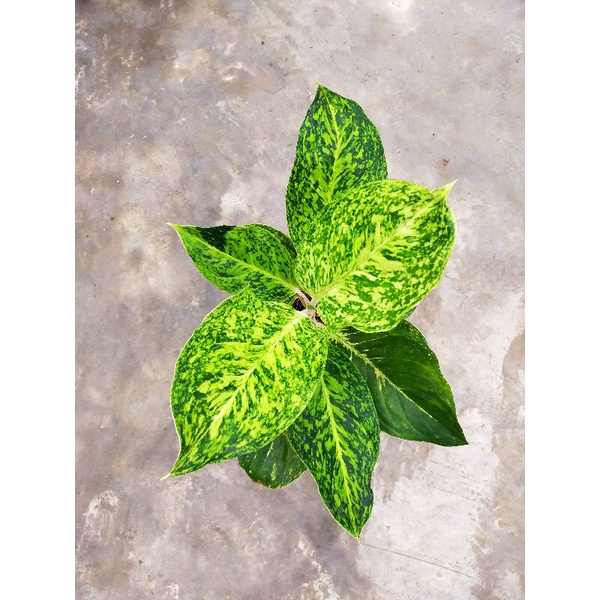 aglonema striptis white