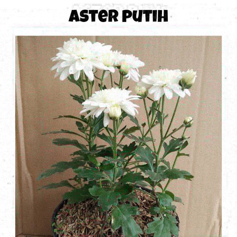 

Aster Putih