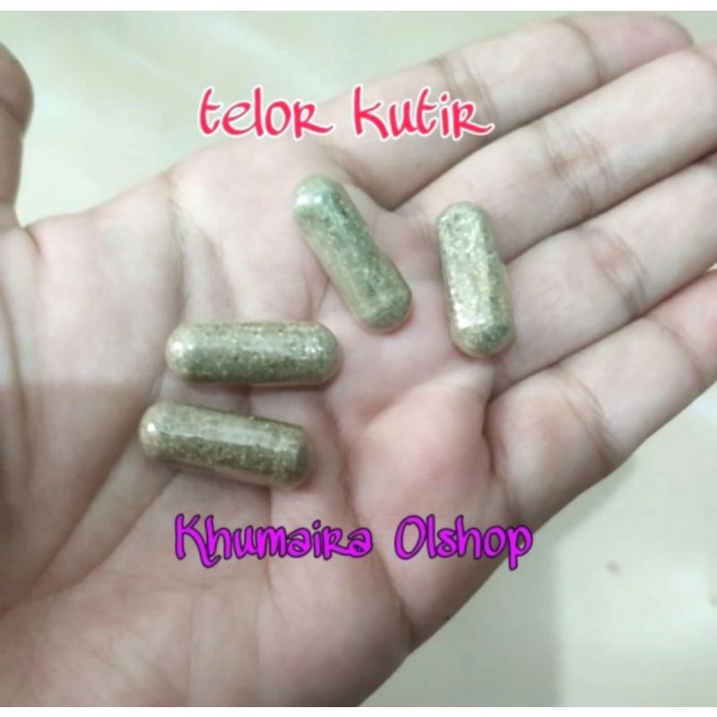 Telur Kutu Air Moina Macrocopa