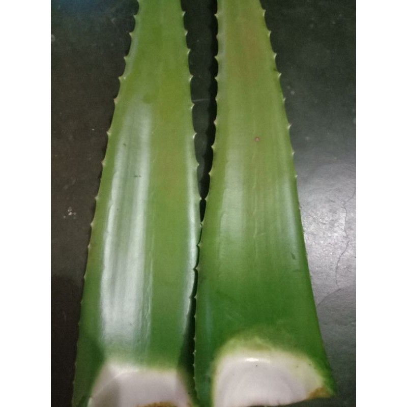 Pelepah Lidah Buaya