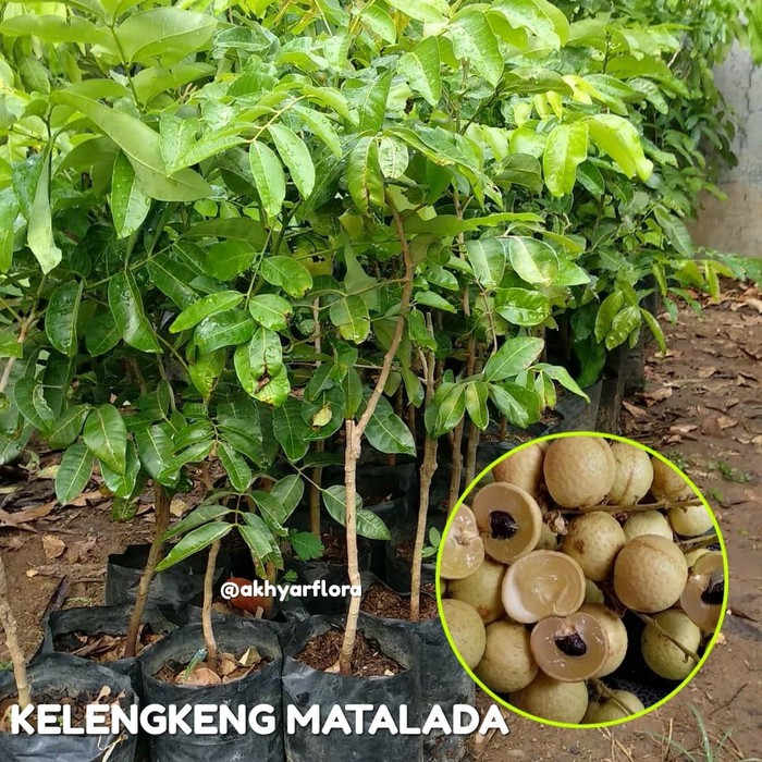 Bibit Buah Kelengkeng Matalada batang besar