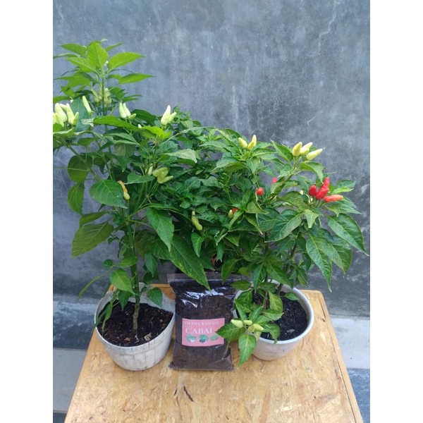 Media Tanam special Cabai dalam pot
