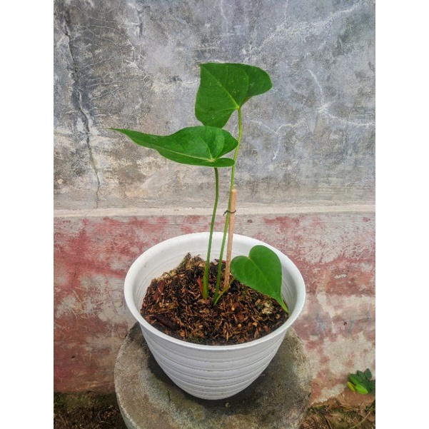 Anthurium Bunga Pink
