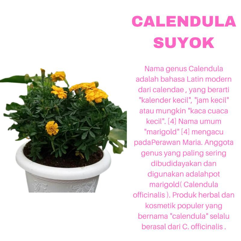 PROMO TANAMAN HIAS BUNGA CALENDULA SUYOK KUNING KUALITAS SUPER | COD