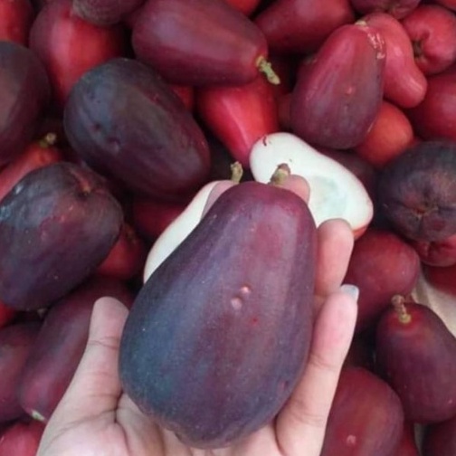 Jambu Bol Jamaika Super Premium 1Kg