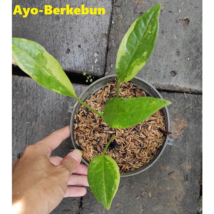 Anthurium Jemani Variegata Dwaft / Anthurium Varigata / Anthurium Jenmanii Variegata / Anthurium Var