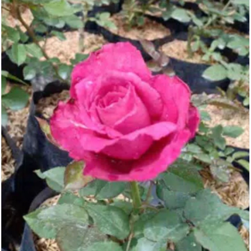 tanaman mawar ungu tua wangi