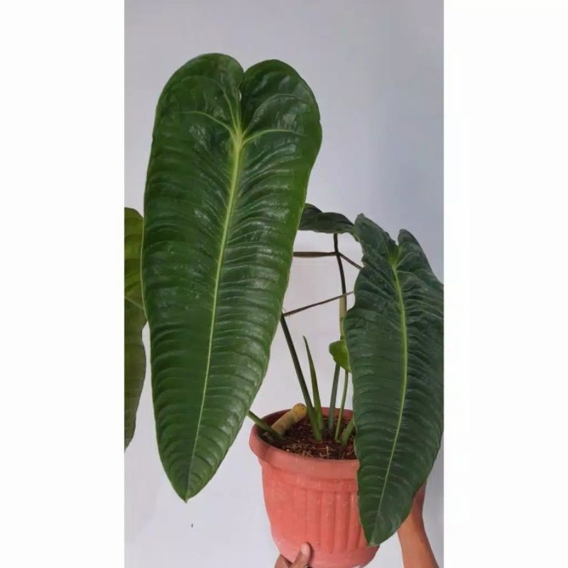 PROMONew Bonggol Anthurium King Veitchii Original produk