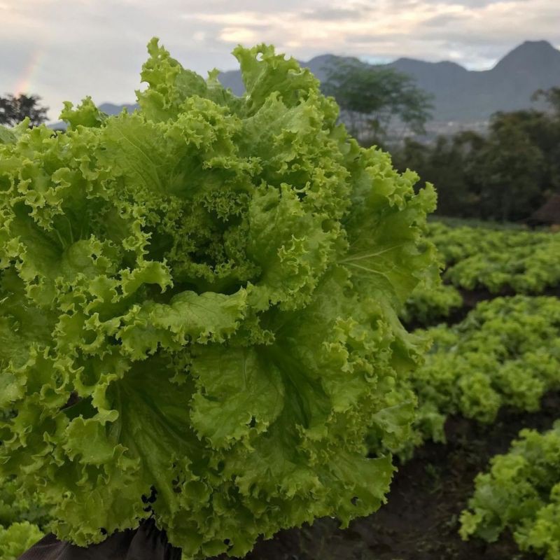 

GREEN CURLY LETTUCE FRESH / SLADA KRITING HIJAU SEGAR
