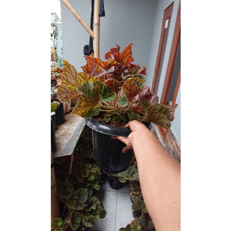 Begonia Keong Madu Jumbo + Pot.