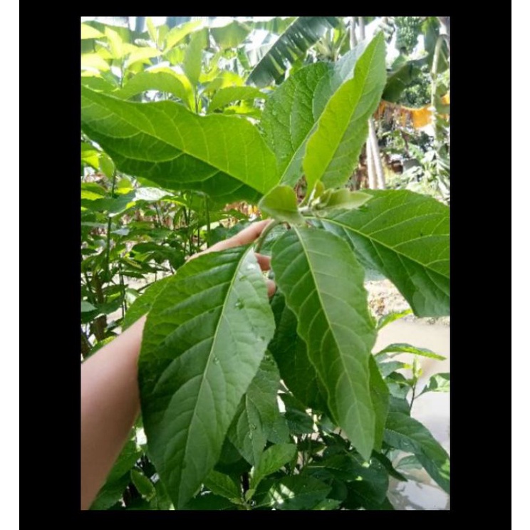 

Daun Afrika Segar /Daun sambung nyawa segar/ Daun seribu guna