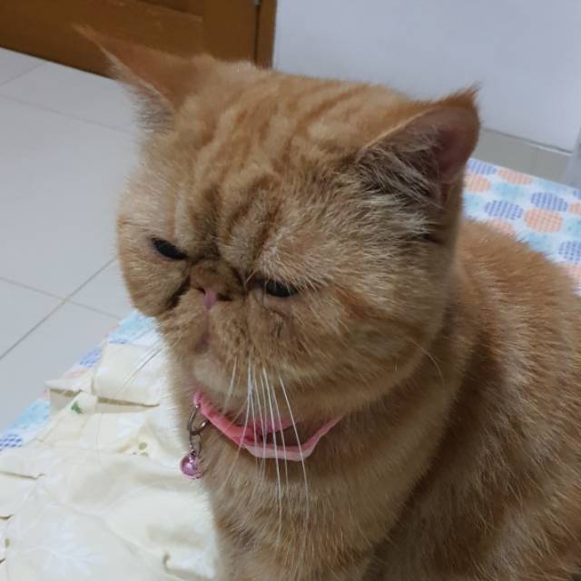 monicagiselasumiatit