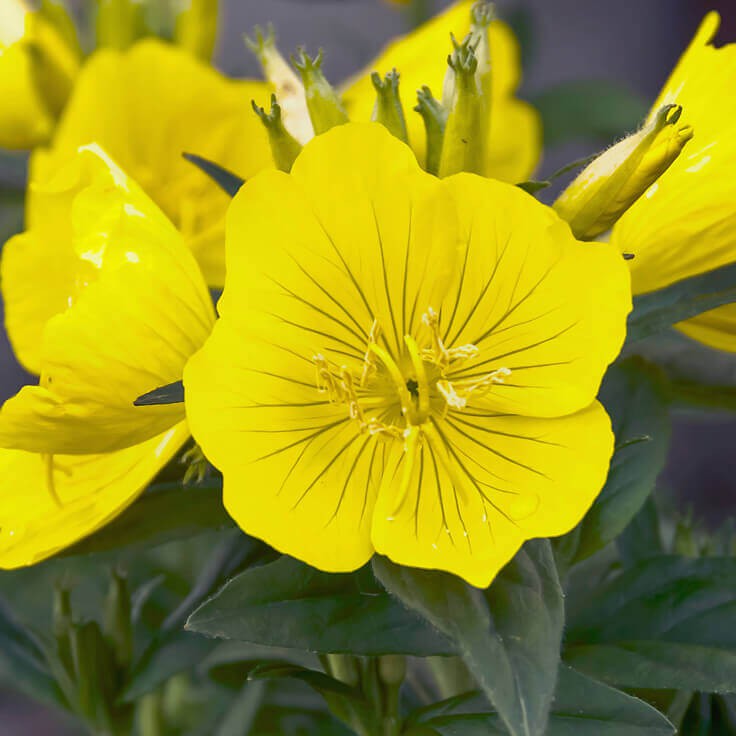 Benih Bibit Biji - Bunga Common Evening Primrose Herb Edible Flower Seeds - IMPORT - Meringankan Eksim, Menyembuhkan Jerawat, Kecantikan Kulit Alami