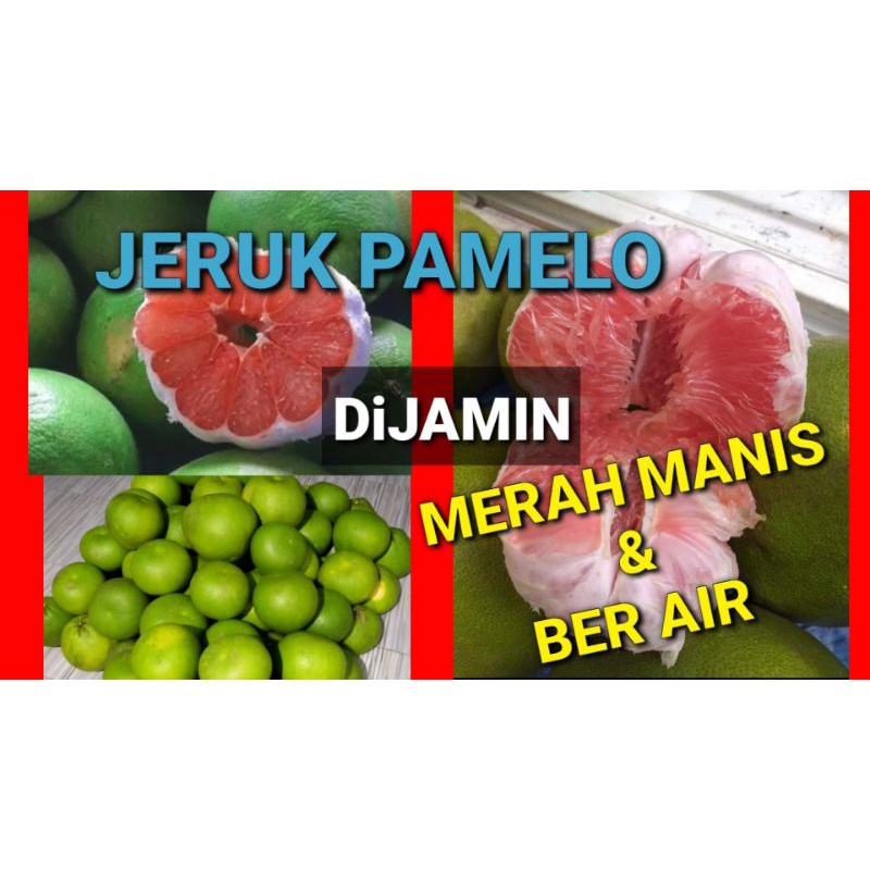 

Jeruk Pamelo Asli lereng Gunung Muria