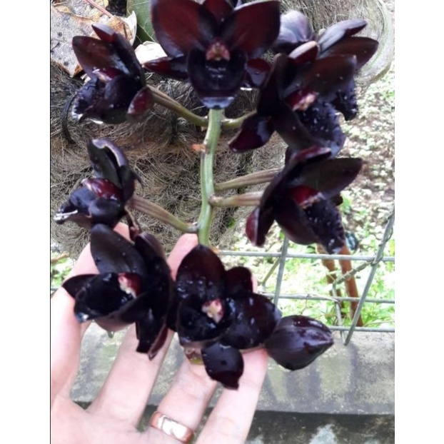Bibit Bulb Anggrek Catasetum After Dark / Anggrek Hitam