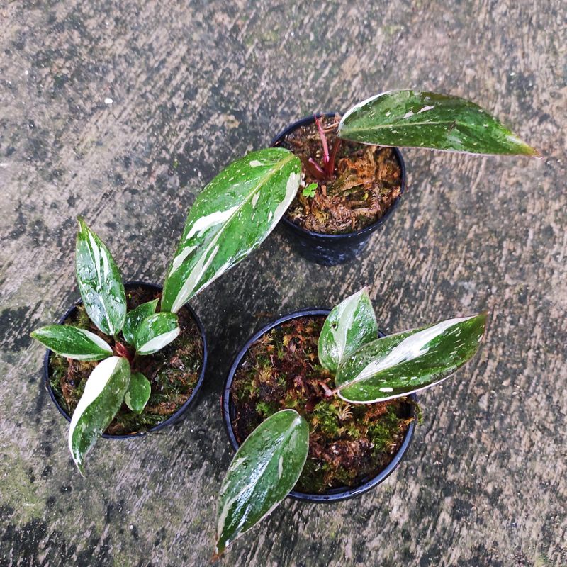 Philodendron Anderson Varigata