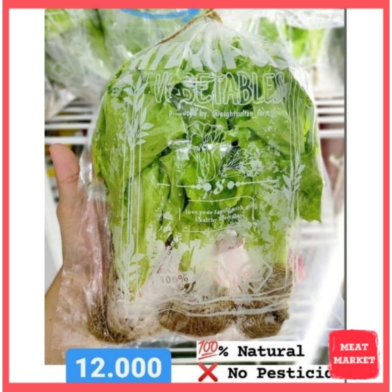 

Sayur Selada Hidroponik Organic