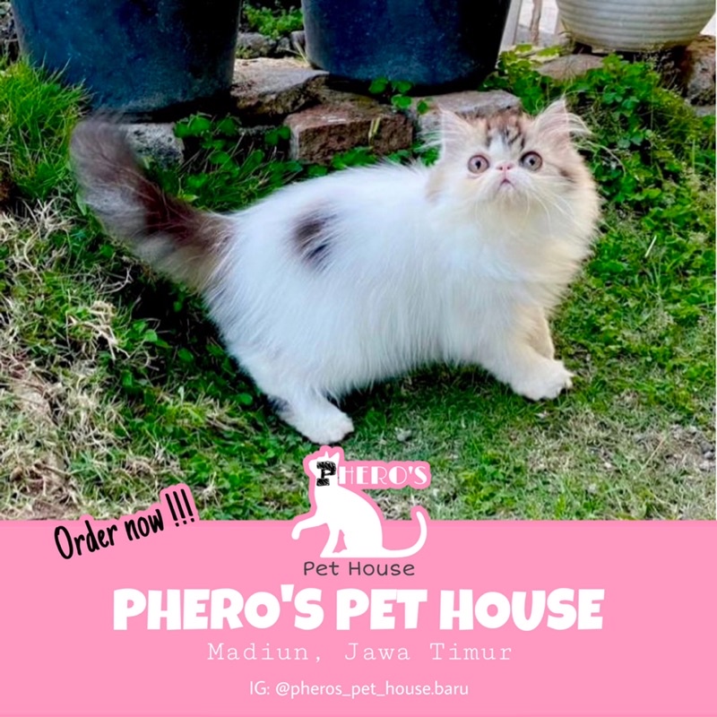 Kucing Persia Peaknose Black Marble Van #pherospethouse #pheros_pet_house PHEROS PET HOUSE