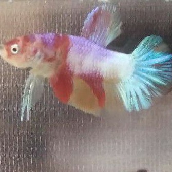 Cupang koi Nemo multicolour