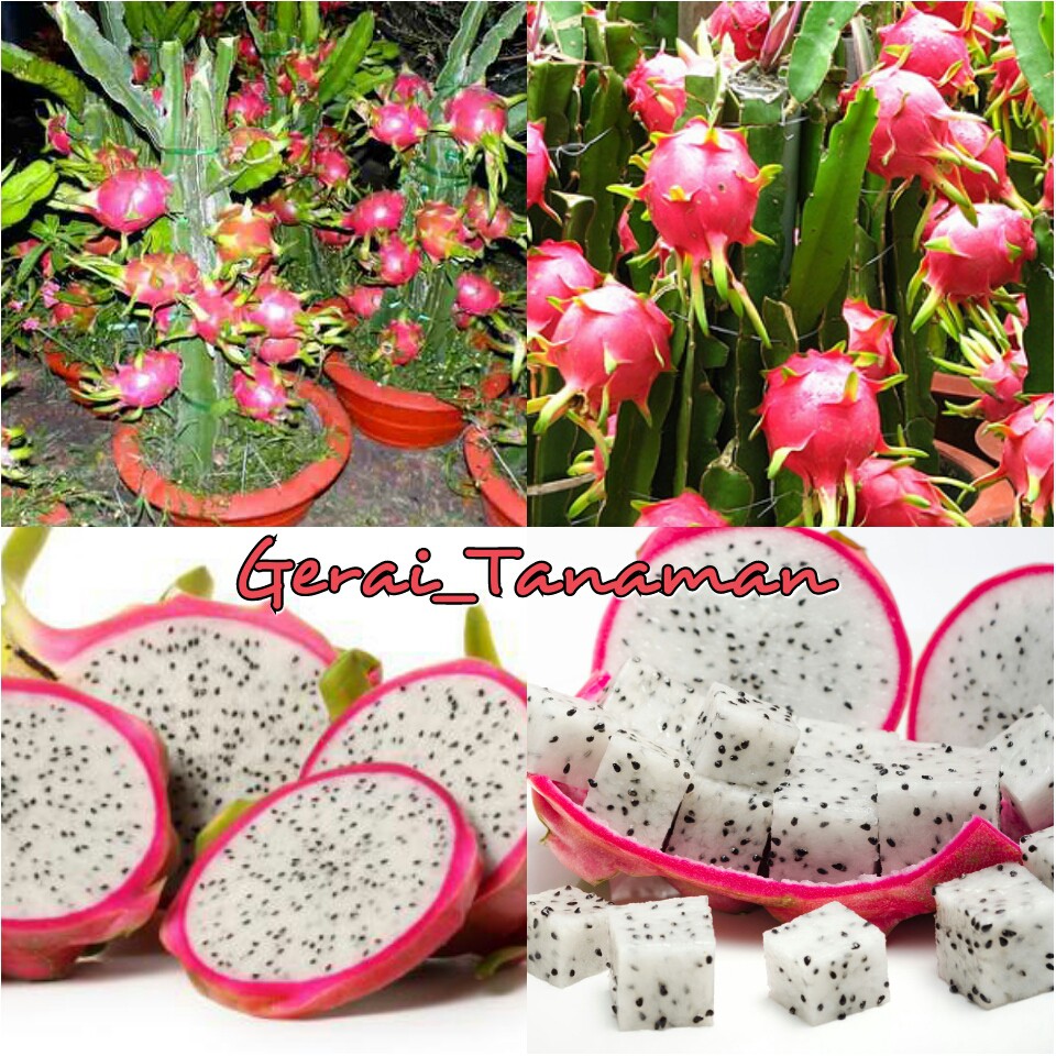 Bibit Buah Naga Putih