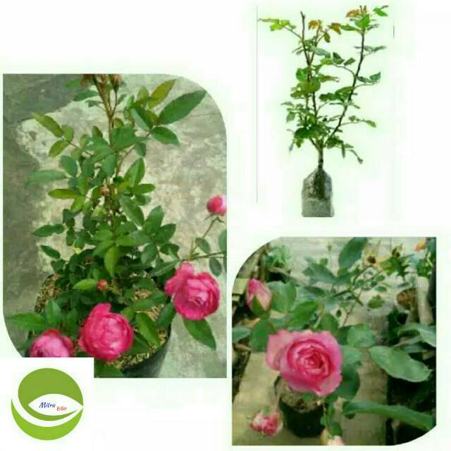 Bibit Bunga Mawar Rambat/Tanaman Hias bunga mawar Rambat