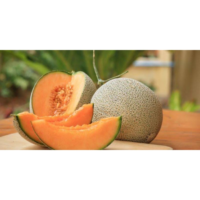 benih buah melon/bibit buah melon